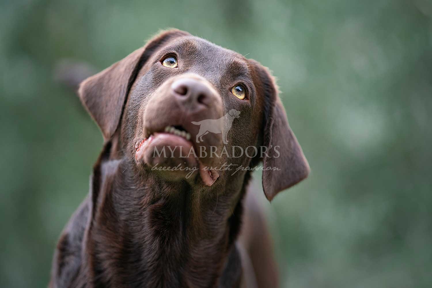 Night Single Rainbow for MyLabrador