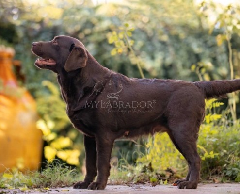 Night Single Rainbow for MyLabrador