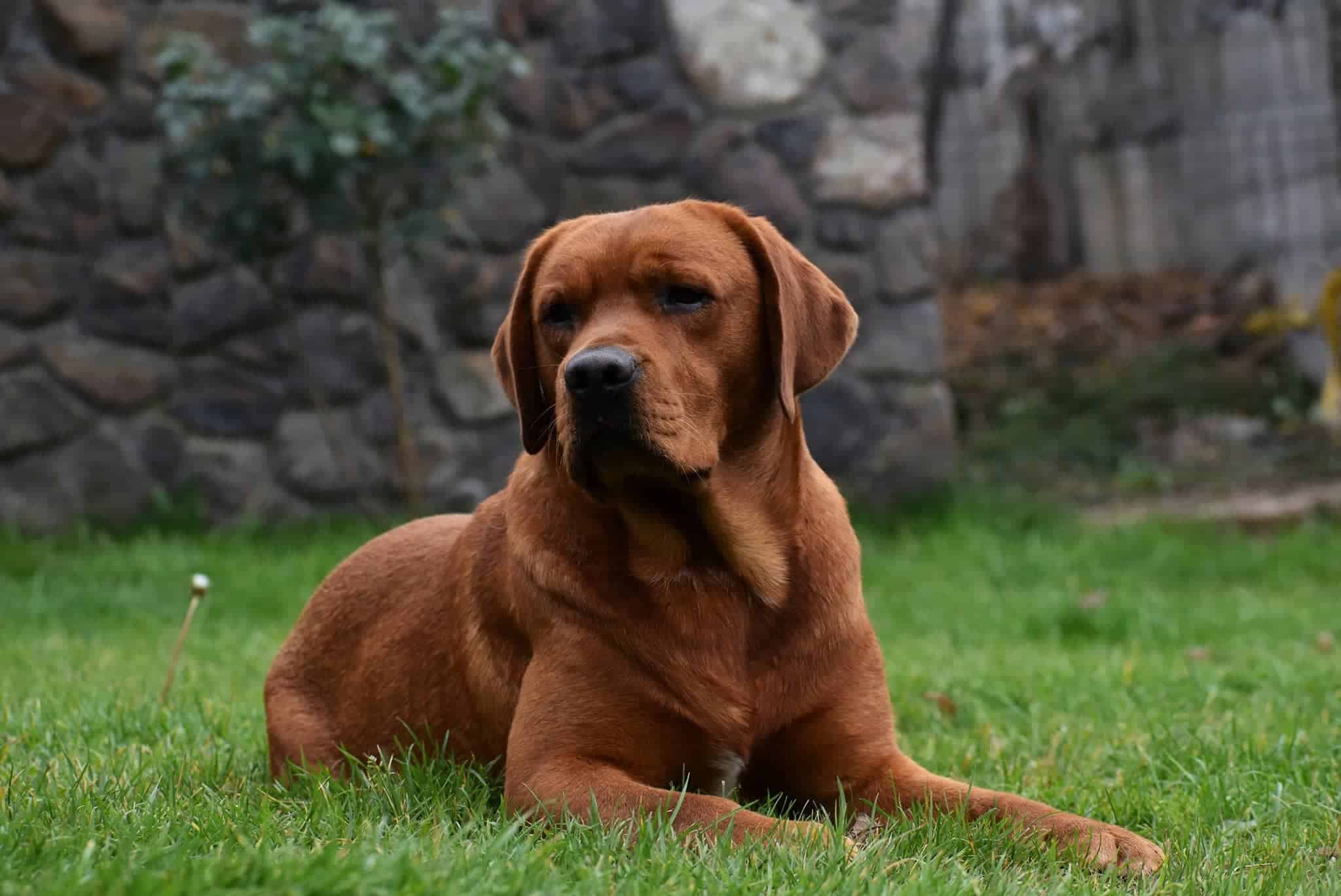 Allevamento Labrador Red Fox Cuccioli Rosso Volpe