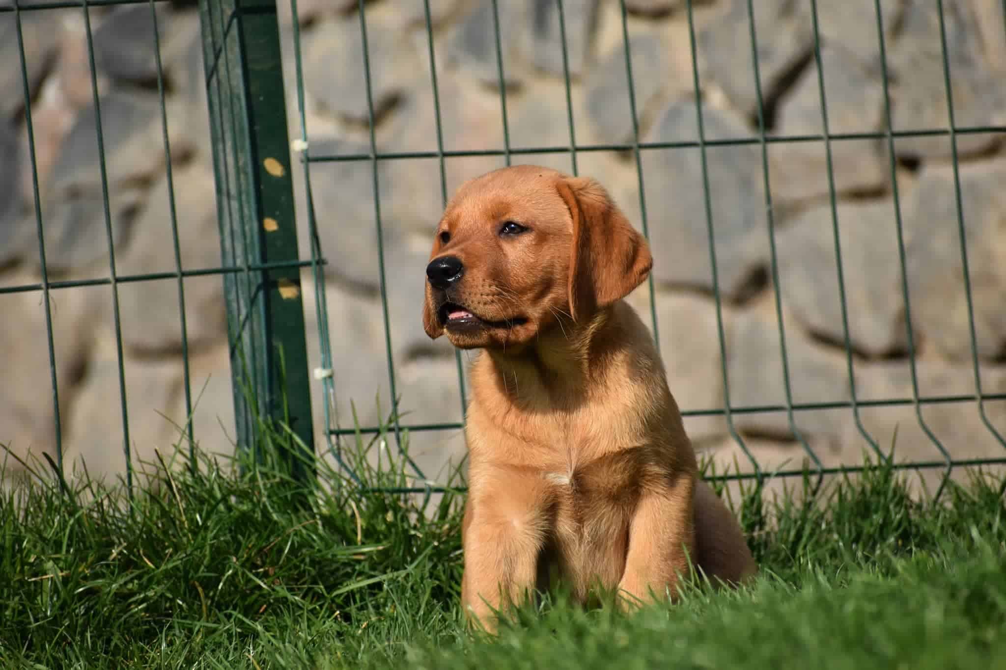 Labrador fox red Labrador Retriever fox red dell’allevamento MyLabrador’s