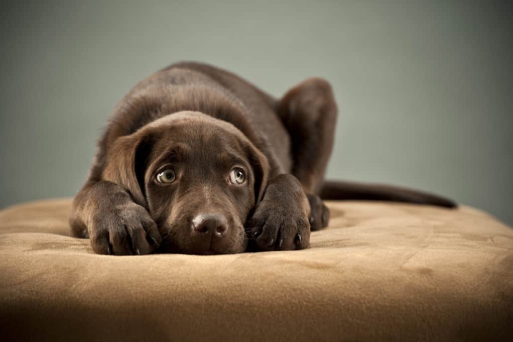 Ansia da separazione nel cane: come gestirla