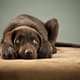 Ansia da separazione nel cane: come gestirla