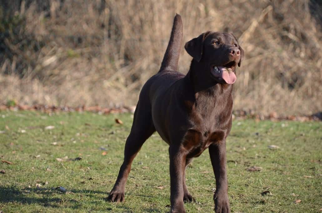 Cosa fare se un cane è iperattivo