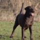 Cosa fare se un cane è iperattivo