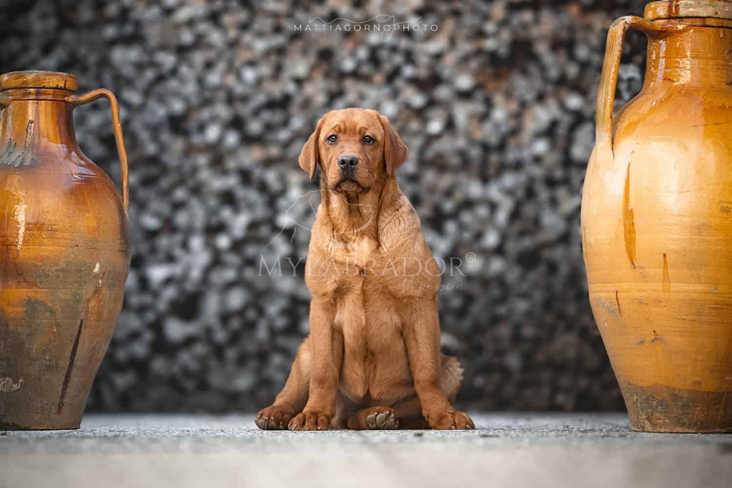 Standard E Genetica Labrador Mylabrador It
