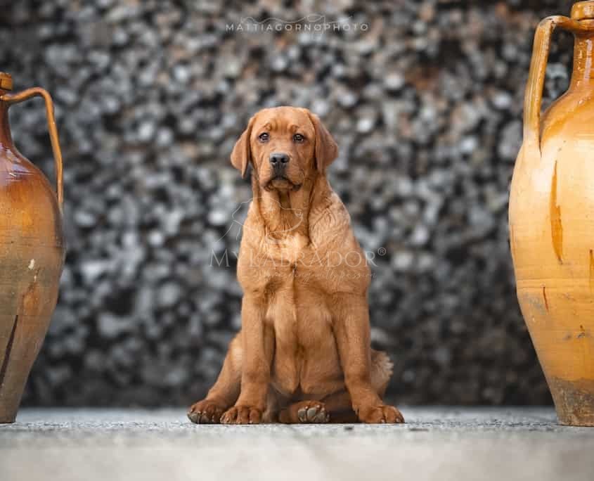 labrador red fox
