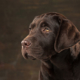 Labrador marrone con occhi azzuri non esiste!