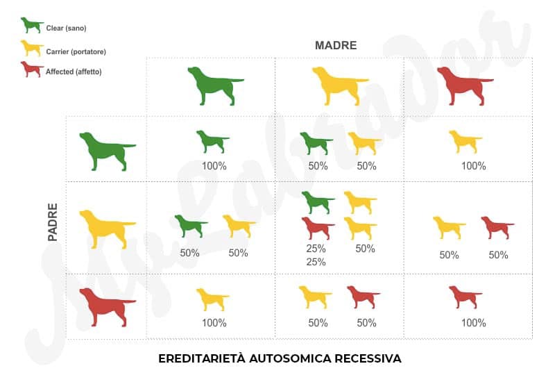 ereditarieta labrador