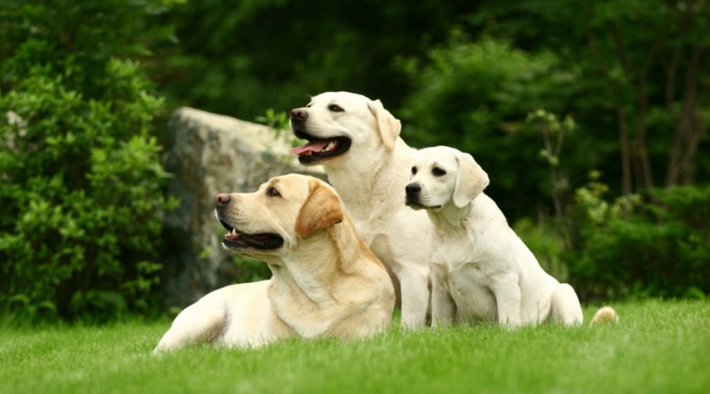 Integratori per cani: acidi grassi omega 3 e omega 6