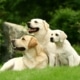 Integratori per cani: acidi grassi omega 3 e omega 6