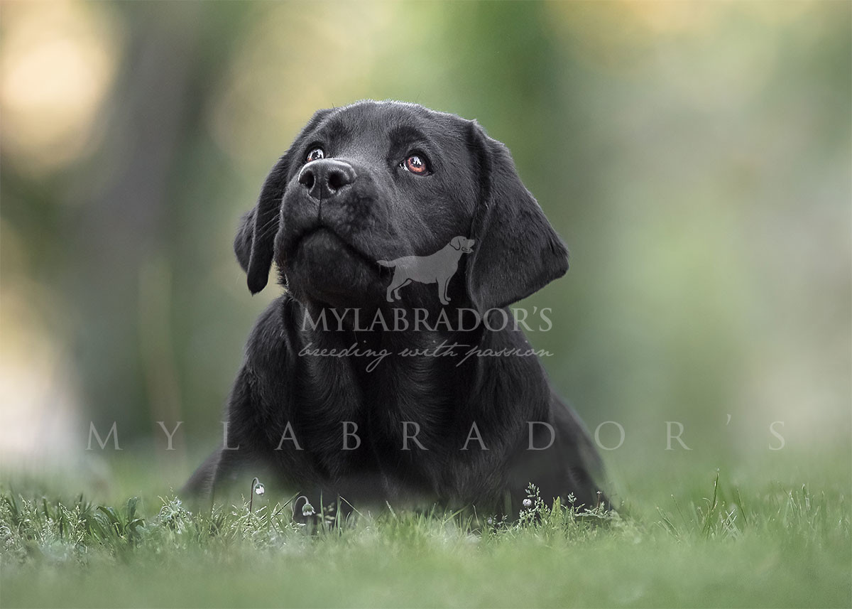 labrador nero