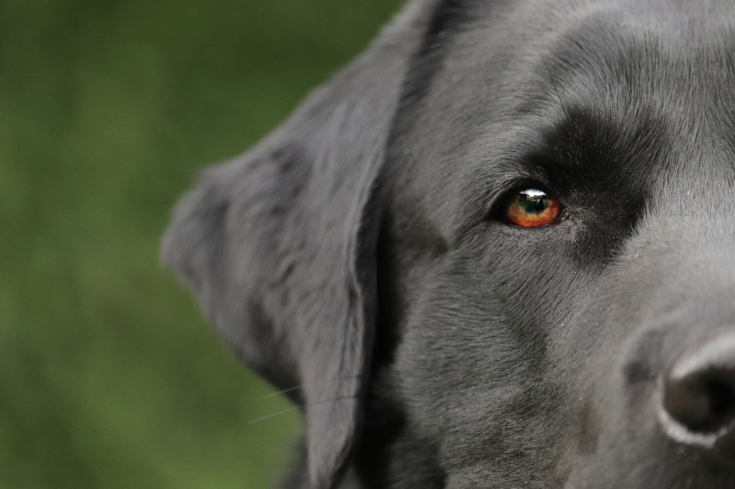 Malattia di Von Willebrand nei cani: cause e cure