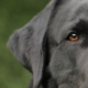 Malattia di Von Willebrand nei cani: cause e cure