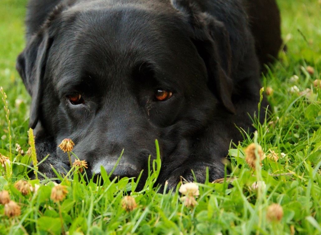 Osteosarcoma appendicolare nel cane