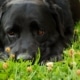 Osteosarcoma appendicolare nel cane