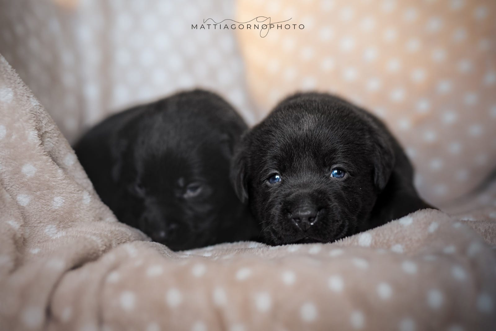 Quanto costa un cucciolo di Labrador Retriever?