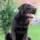 MyLabrador's Calypso