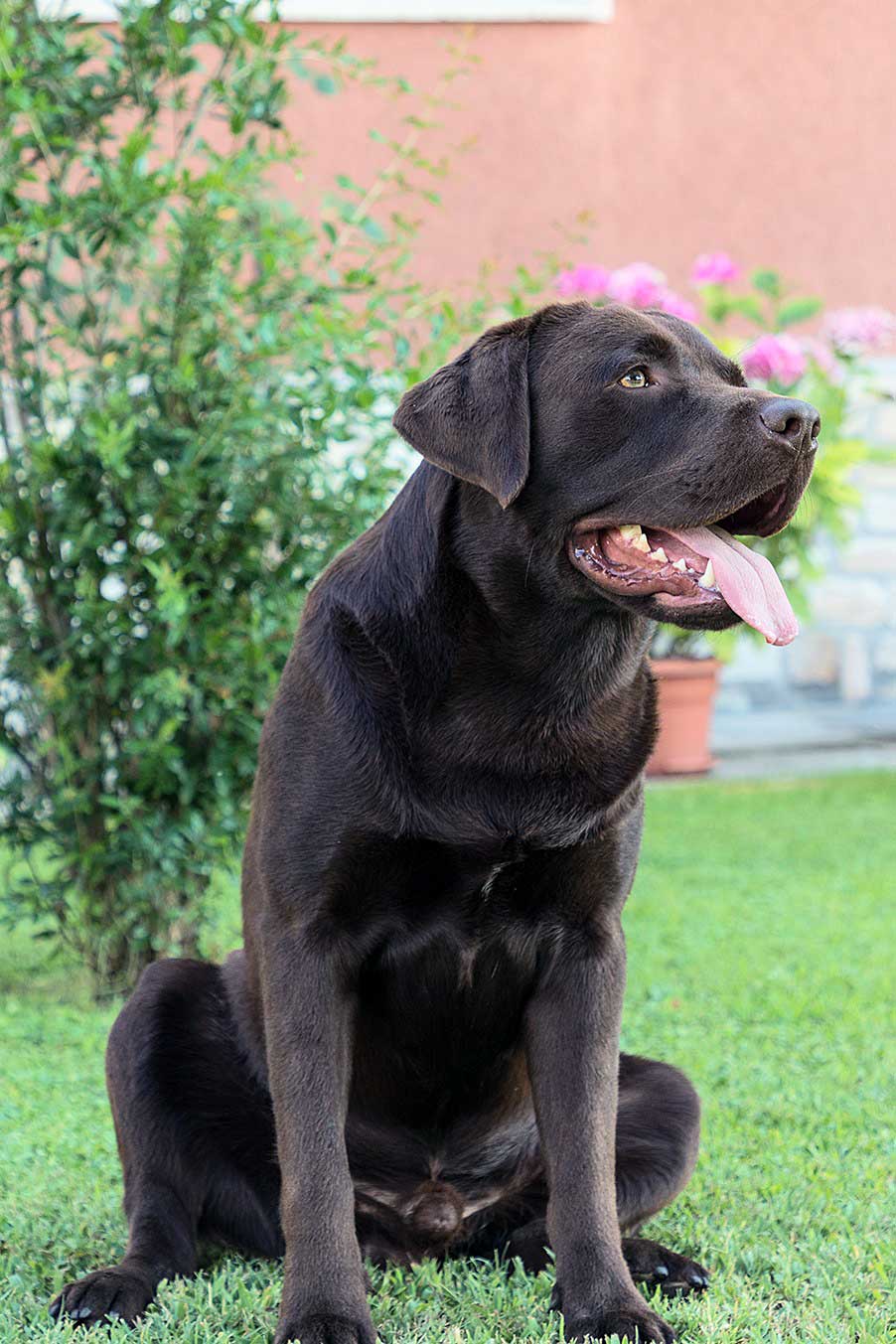 MyLabrador's Calypso