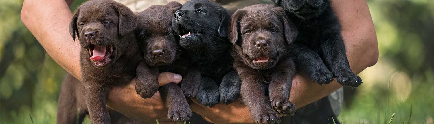 cuccioli labrador