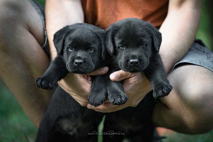 Cuccioli Neri MyLabrador (Hope x Aretha)