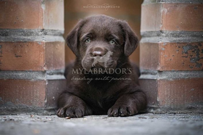 Cucciolo Chocolate MyLabrador (Hope x Aretha)