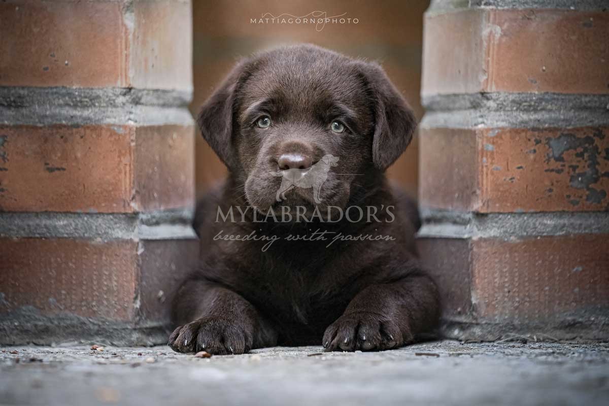 Cucciolo MyLabrador Chocolate