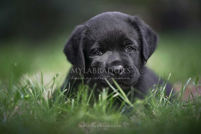 Cucciolo Nero MyLabrador (Hope x Aretha)