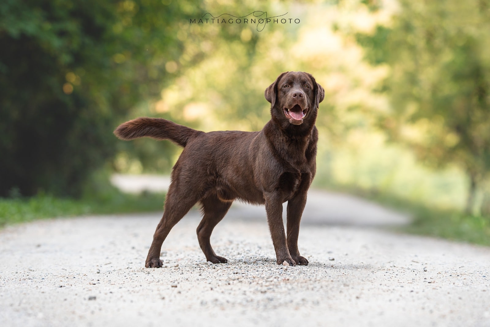 Cool Ground Rule for MyLabrador z GHM