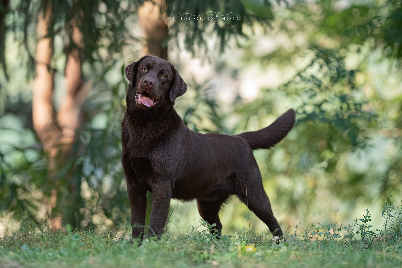 Cool Ground Rule for MyLabrador z GHM