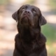 Cool Ground Rule for MyLabrador z GHM