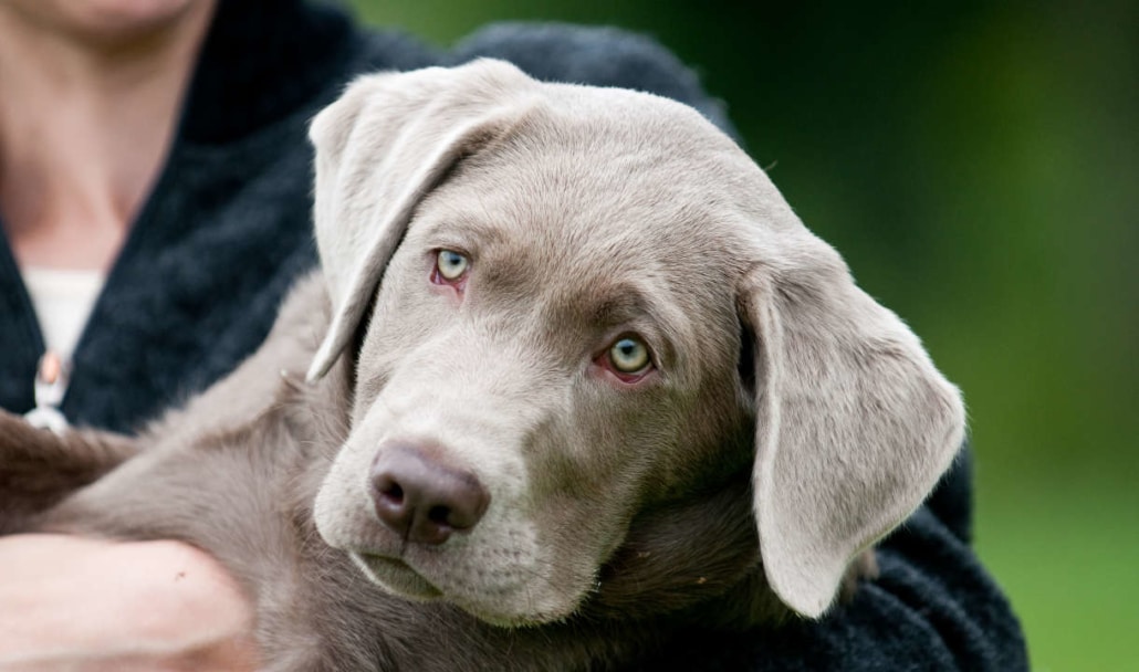 Labrador Silver (argento): una dolce realtà o una amara bugia?
