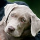 Labrador Silver (argento): una dolce realtà o una amara bugia?
