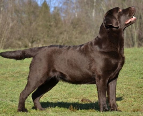 Peggy Sue z Grodu Hrabiego Malmesbury