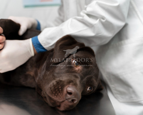 Piometra nel cane: sintomi e cure