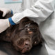 Piometra nel cane: sintomi e cure