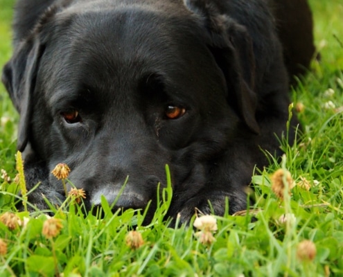 Cos'è la piometra nel cane: sintomi e cure