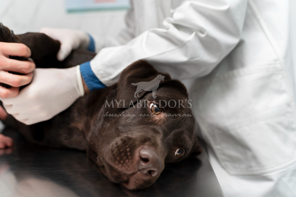 Piometra nel cane: sintomi e cure
