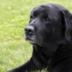 Tumori mammari benigni nel cane: cause, sintomi e cure