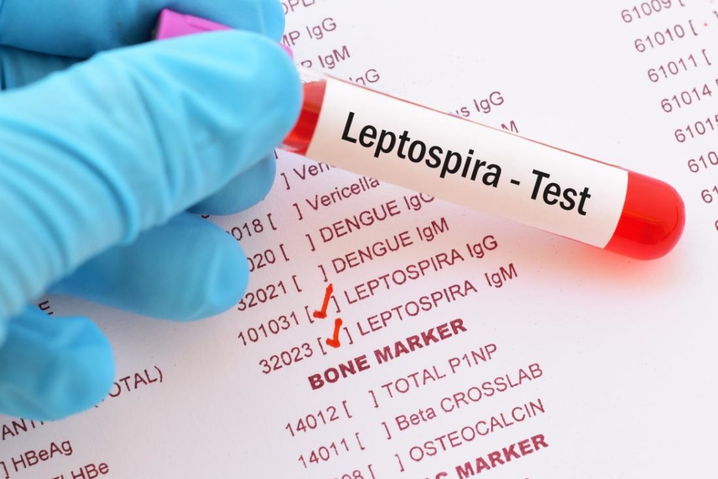Leptospirosi nel cane: cause, sintomi e cure