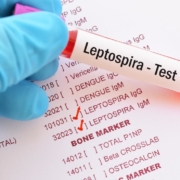 Leptospirosi nel cane: cause, sintomi e cure