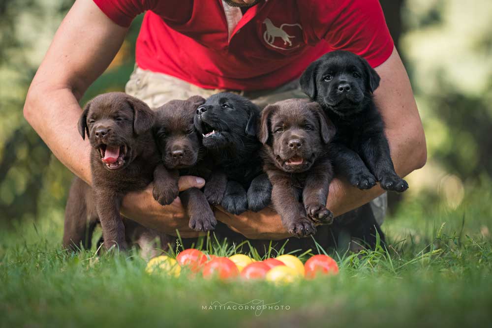 Allevamento Labrador Toscana