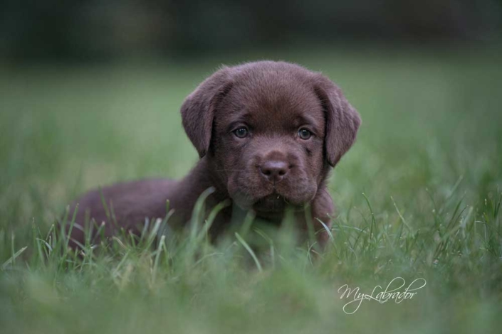 Cucciola MyLabrador's chocolate