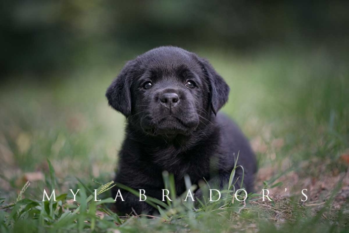 Cucciola MyLabrador's nera