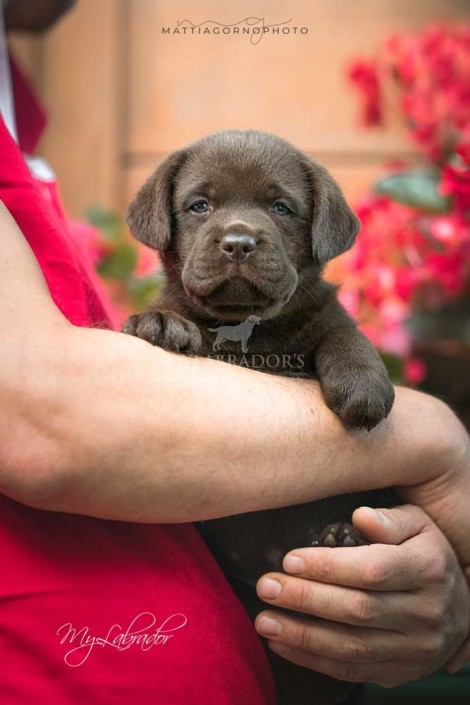 Cucciola MyLabrador's Chocolate
