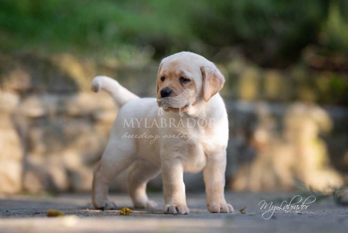 Cucciola MyLabrador's gialla