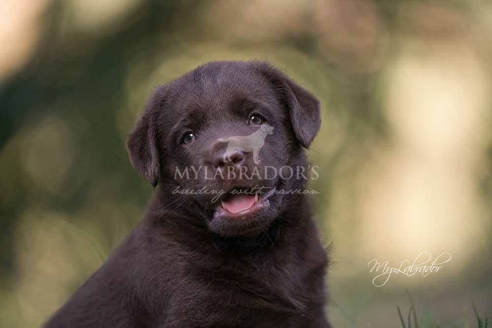 Labrador Retriever Marrone