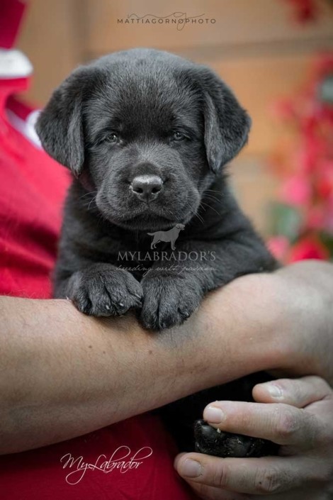 Cucciolo Labrador Nero
