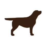 Labrador Chocolate