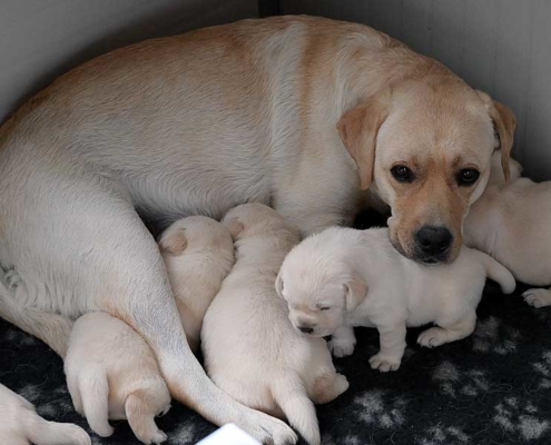 Approfondimenti Per Conoscere Meglio Il Labrador Retriever