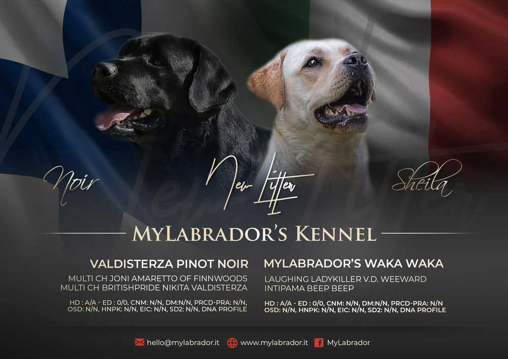 Valdisterza Pinot Noir x MyLabrador’s Waka Waka Valdisterza Pinot Noir x MyLabrador’s Waka Waka